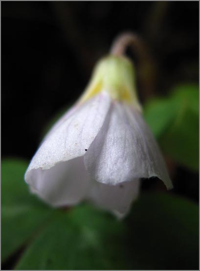 sm 381 Redwood Sorrell.jpg - Redwood Sorrell (Oxalis oregana): A native groundcover which was just beginning to show blooms.